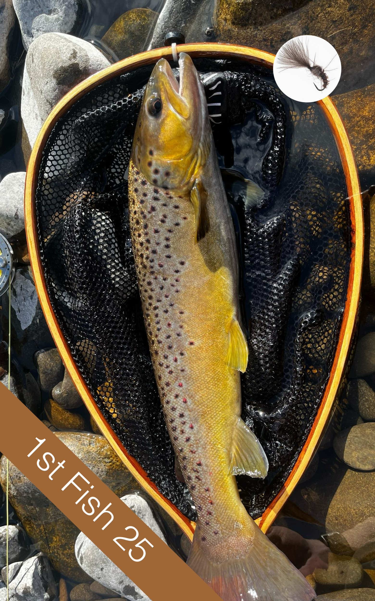 Brown trout close-up with fly inset