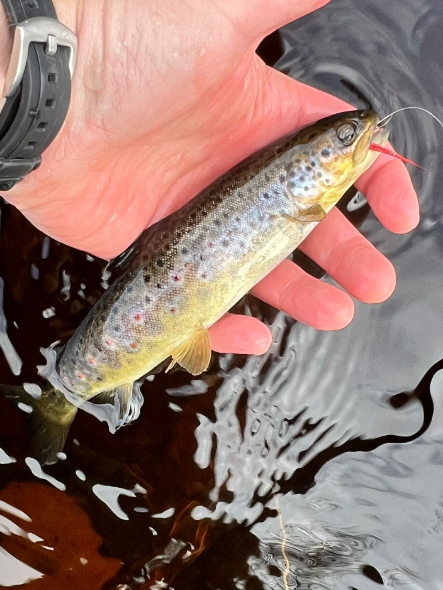 Brown trout in net over river stones