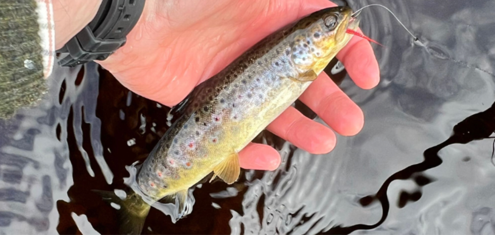 Brown trout in net over river stones